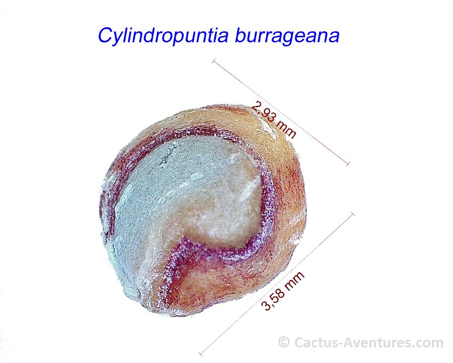 Cylindropuntia burrageana